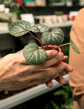 Load image into Gallery viewer, Plant Parent Club