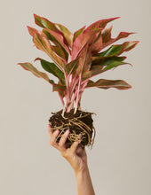 Load image into Gallery viewer, Red Aglaonema