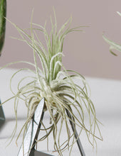 Load image into Gallery viewer, Air Plant Trio