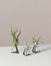 Load image into Gallery viewer, Air Plant Trio