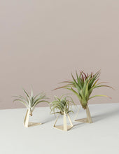 Load image into Gallery viewer, Air Plant Trio