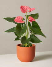Load image into Gallery viewer, Pink Anthurium