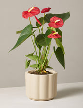 Load image into Gallery viewer, Red Anthurium
