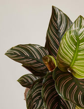 Load image into Gallery viewer, Calathea Pinstripe