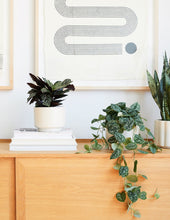Load image into Gallery viewer, Calathea Pinstripe