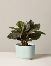 Load image into Gallery viewer, Calathea Pinstripe