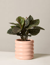 Load image into Gallery viewer, Calathea Pinstripe