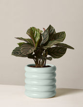 Load image into Gallery viewer, Calathea Pinstripe