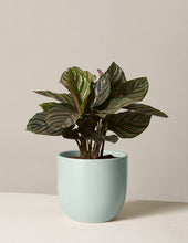 Load image into Gallery viewer, Calathea Pinstripe