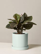 Load image into Gallery viewer, Calathea Pinstripe