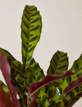 Load image into Gallery viewer, Calathea Rattlesnake