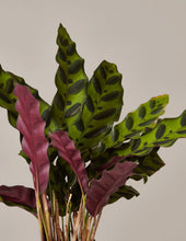 Load image into Gallery viewer, Calathea Rattlesnake