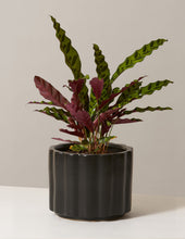 Load image into Gallery viewer, Calathea Rattlesnake