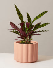 Load image into Gallery viewer, Calathea Rattlesnake