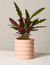 Load image into Gallery viewer, Calathea Rattlesnake