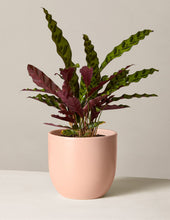 Load image into Gallery viewer, Calathea Rattlesnake