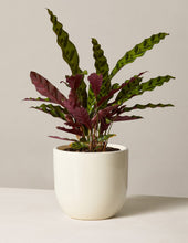 Load image into Gallery viewer, Calathea Rattlesnake