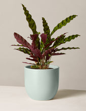 Load image into Gallery viewer, Calathea Rattlesnake