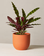 Load image into Gallery viewer, Calathea Rattlesnake