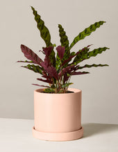 Load image into Gallery viewer, Calathea Rattlesnake