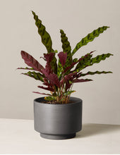 Load image into Gallery viewer, Calathea Rattlesnake
