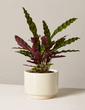 Load image into Gallery viewer, Calathea Rattlesnake