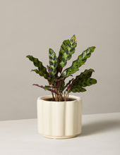 Load image into Gallery viewer, Calathea Rattlesnake