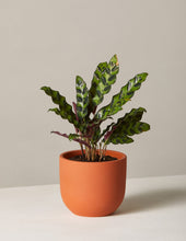 Load image into Gallery viewer, Calathea Rattlesnake