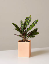 Load image into Gallery viewer, Calathea Rattlesnake