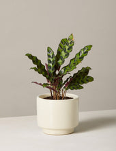 Load image into Gallery viewer, Calathea Rattlesnake