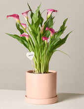 Load image into Gallery viewer, Calla Lily