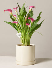 Load image into Gallery viewer, Calla Lily
