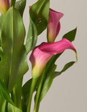 Load image into Gallery viewer, Calla Lily
