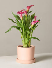 Load image into Gallery viewer, Calla Lily