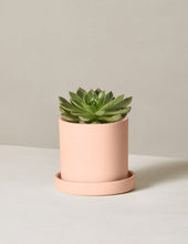 Load image into Gallery viewer, Echeveria