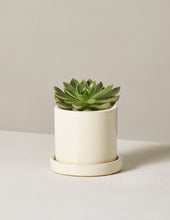 Load image into Gallery viewer, Echeveria