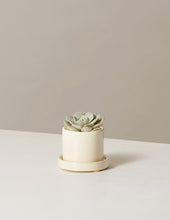 Load image into Gallery viewer, Echeveria Lola