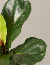 Load image into Gallery viewer, Fiddle Leaf Fig