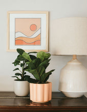Load image into Gallery viewer, Fiddle Leaf Fig