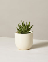 Load image into Gallery viewer, Haworthia Zebra