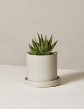 Load image into Gallery viewer, Haworthia Zebra