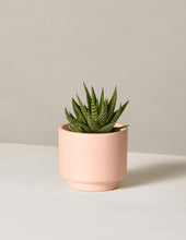 Load image into Gallery viewer, Haworthia Zebra