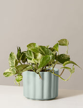 Load image into Gallery viewer, Marble Queen Pothos