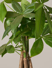 Load image into Gallery viewer, Money Tree Plant