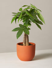 Load image into Gallery viewer, Money Tree Plant