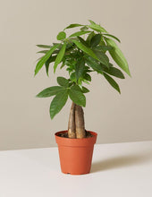 Load image into Gallery viewer, Money Tree Plant
