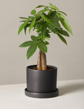 Load image into Gallery viewer, Money Tree Plant