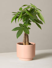 Load image into Gallery viewer, Money Tree Plant