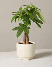 Load image into Gallery viewer, Money Tree Plant
