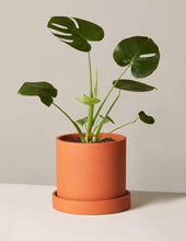 Load image into Gallery viewer, Monstera Deliciosa